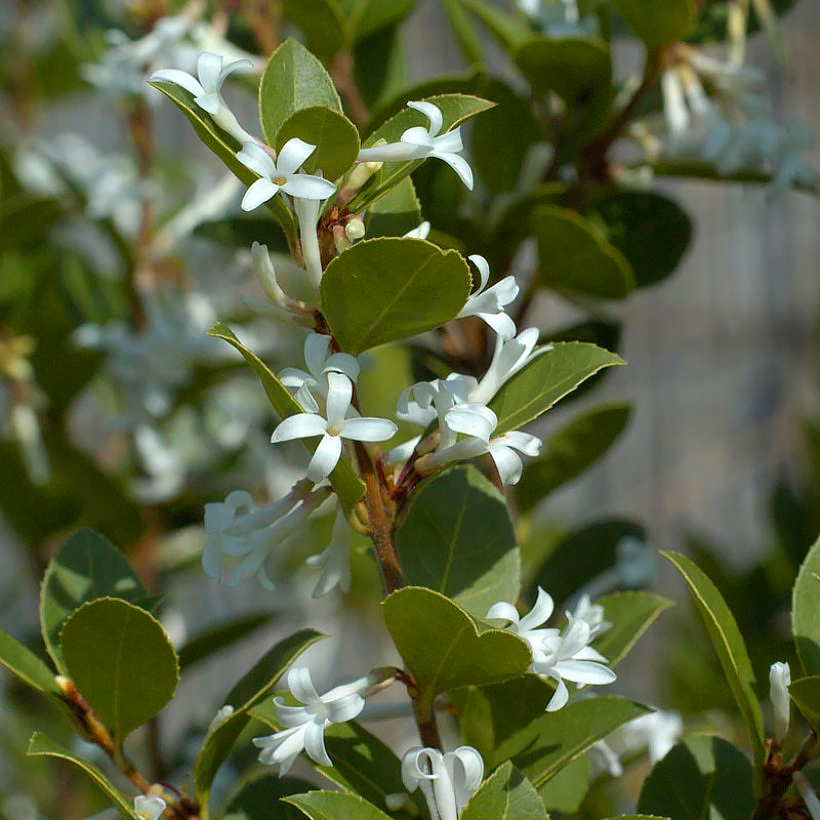 Osmanthus