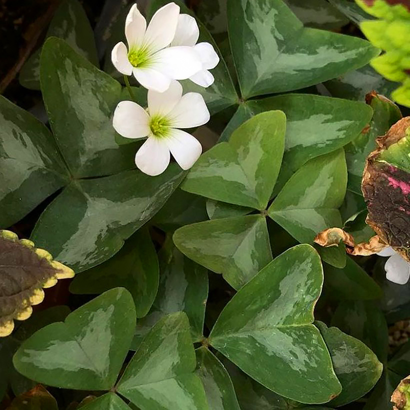 Bulbe d'Oxalis triangularis - Achat direct au producteur