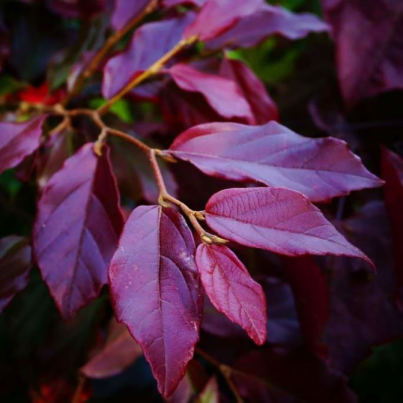 Parrotia -Arbre de Fer