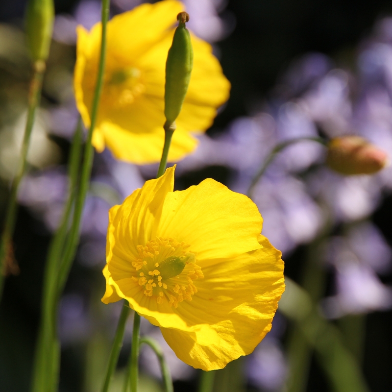Pavots jaunes - Nos variétés jaunes et orange pour le jardin