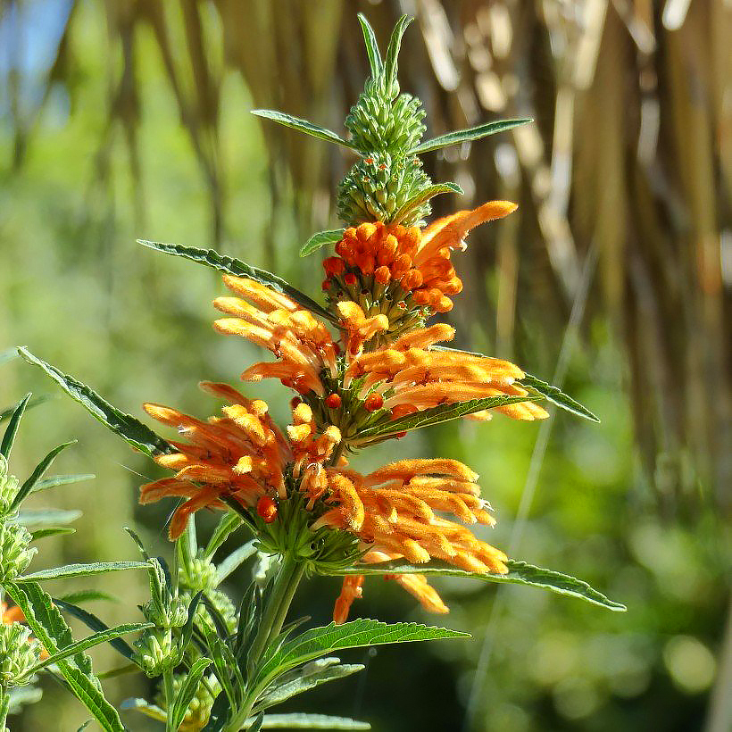 Phlomis arbustifs