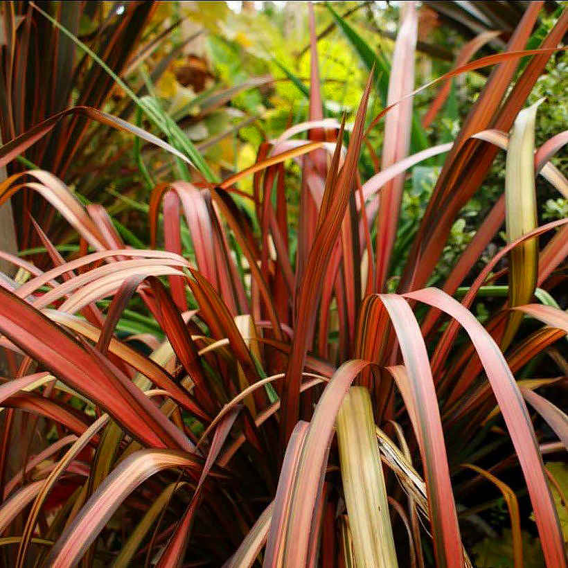 Origan doré - Vente en ligne de plants de Origan doré pas cher