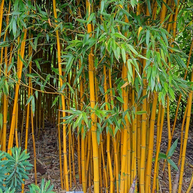 Phyllostachys