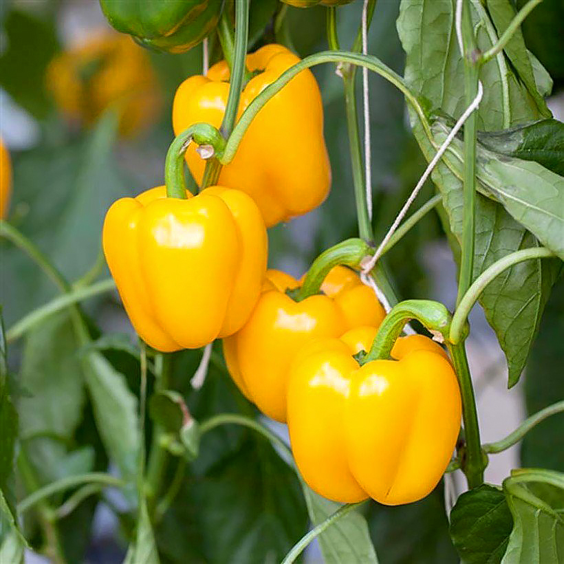 Le Piment – Capscicum annuum - Piment d'Espelette