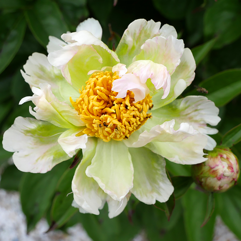 Pivoine - Paeonia