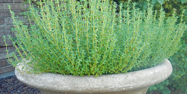 plante aromatique 7 lettres