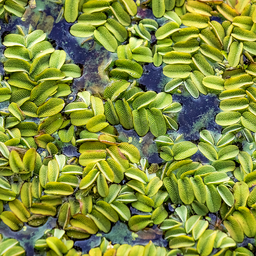 Plantes aquatiques flottantes
