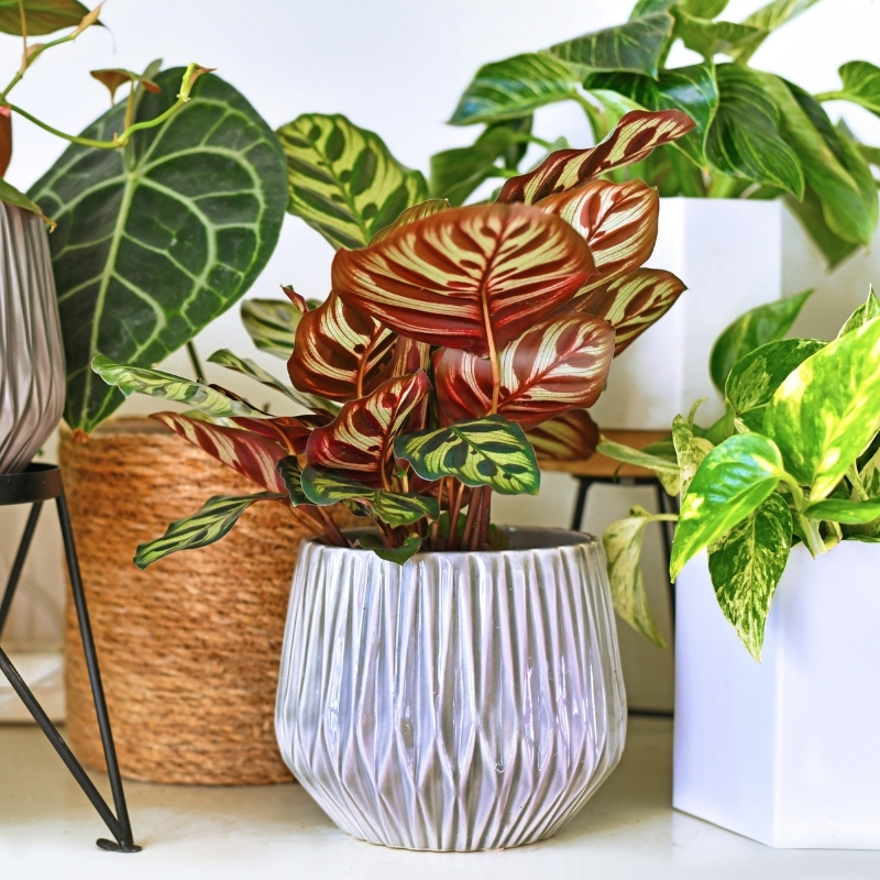 Plantes d'intérieur à feuillage coloré