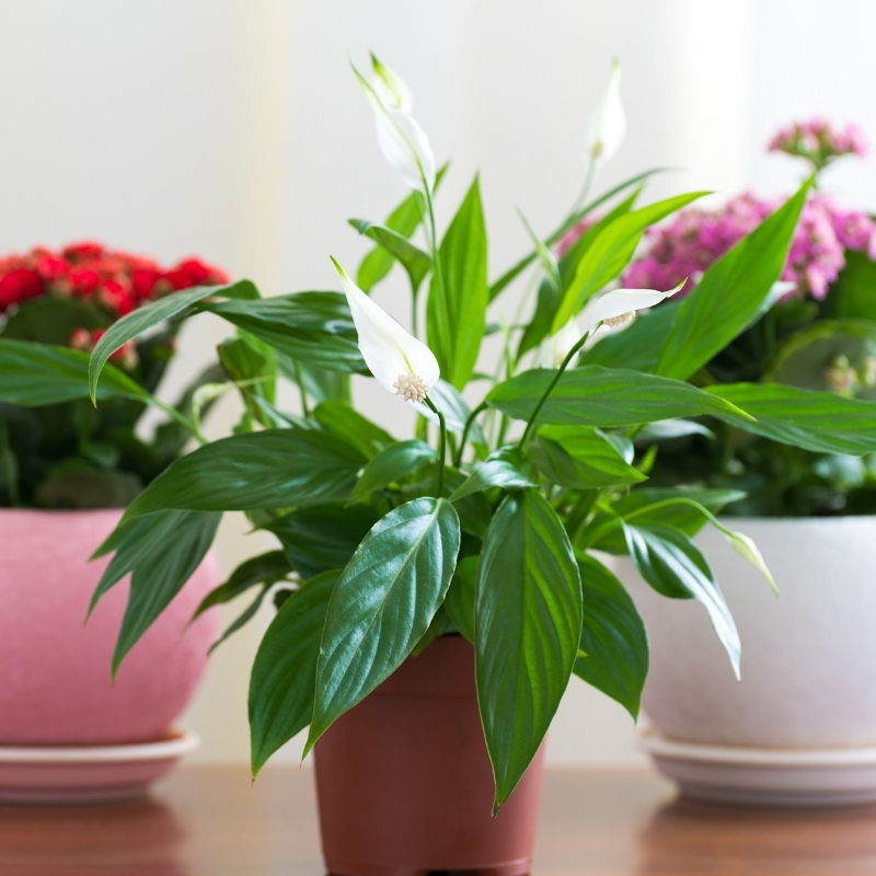 Plantes d’intérieur à fleurs