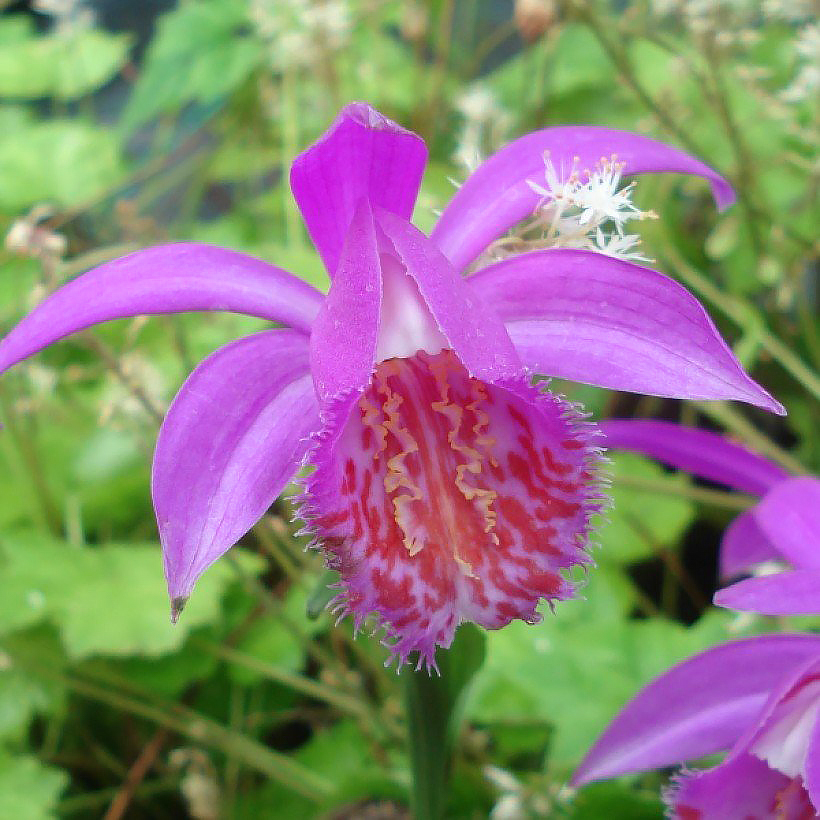 Pleiones