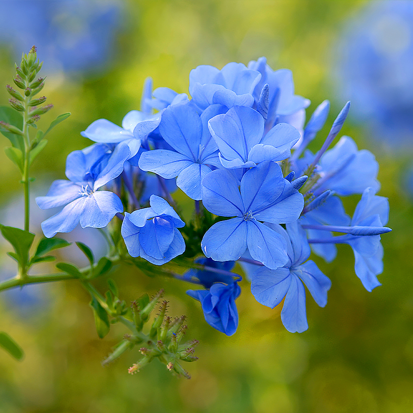 Plumbago - Dentelaire du Cap