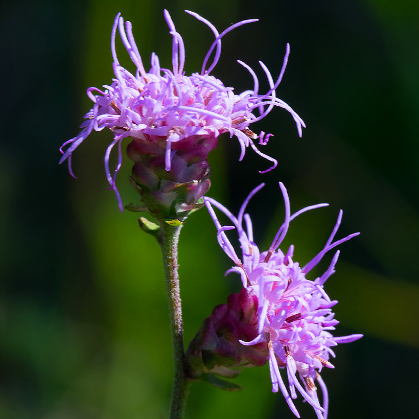 Plumes du Kansas - Liatris