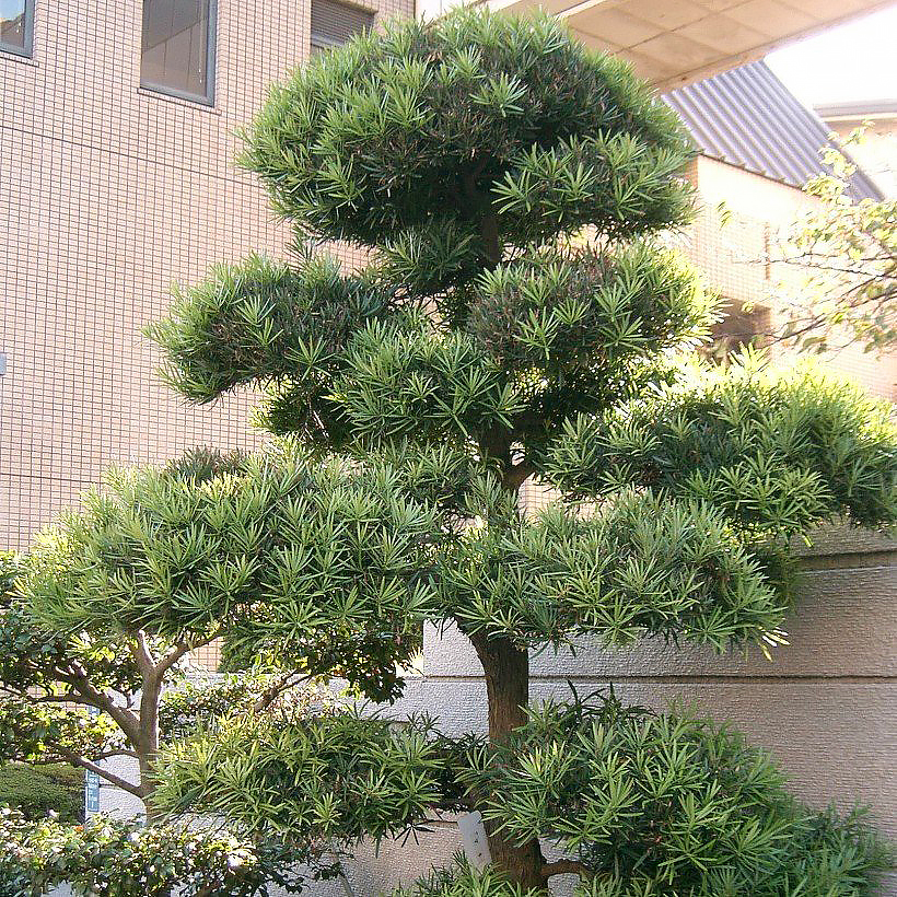 Podocarpus