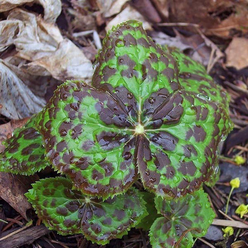 Podophyllums