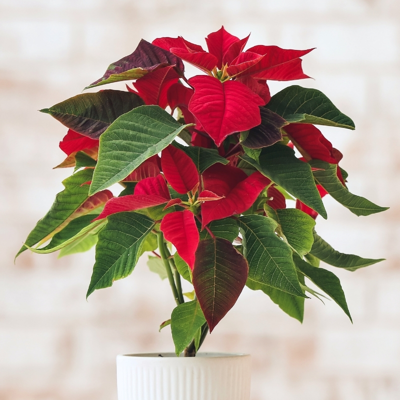 Poinsettia - Etoile de Noël