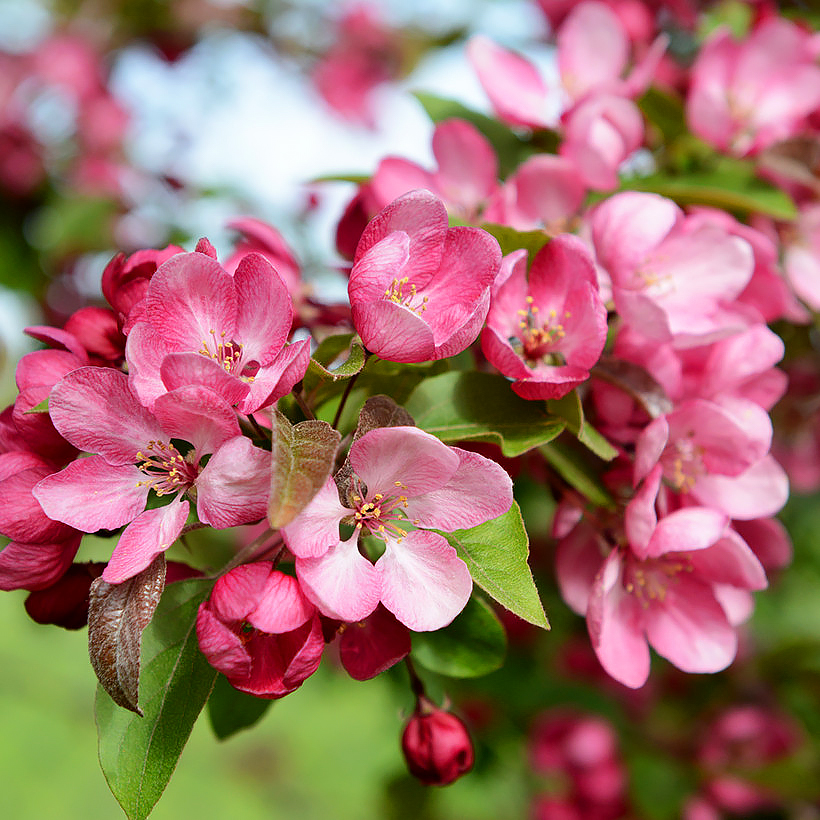 Pommiers d'ornement - Malus