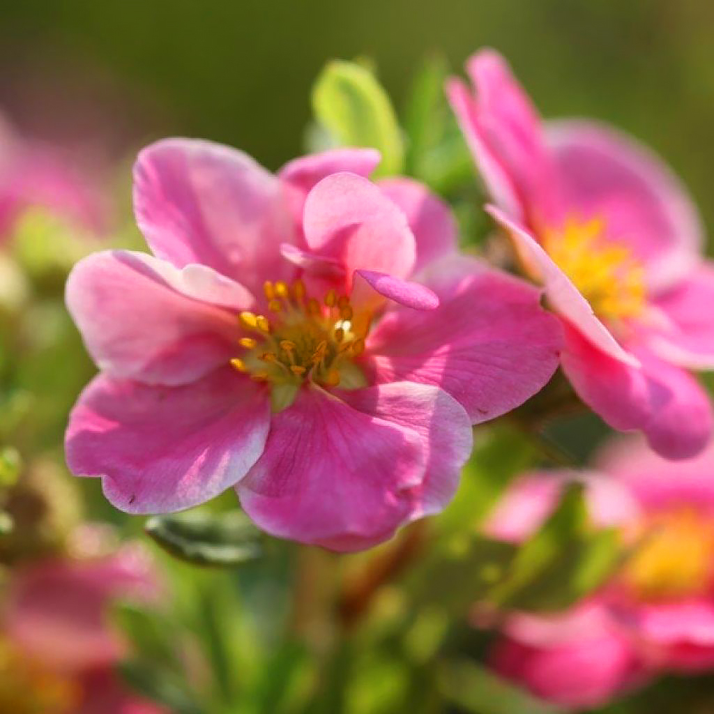 Potentilles à fleurs roses