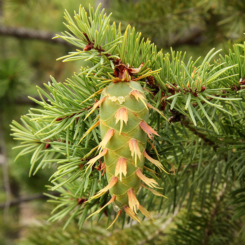 Pseudotsuga