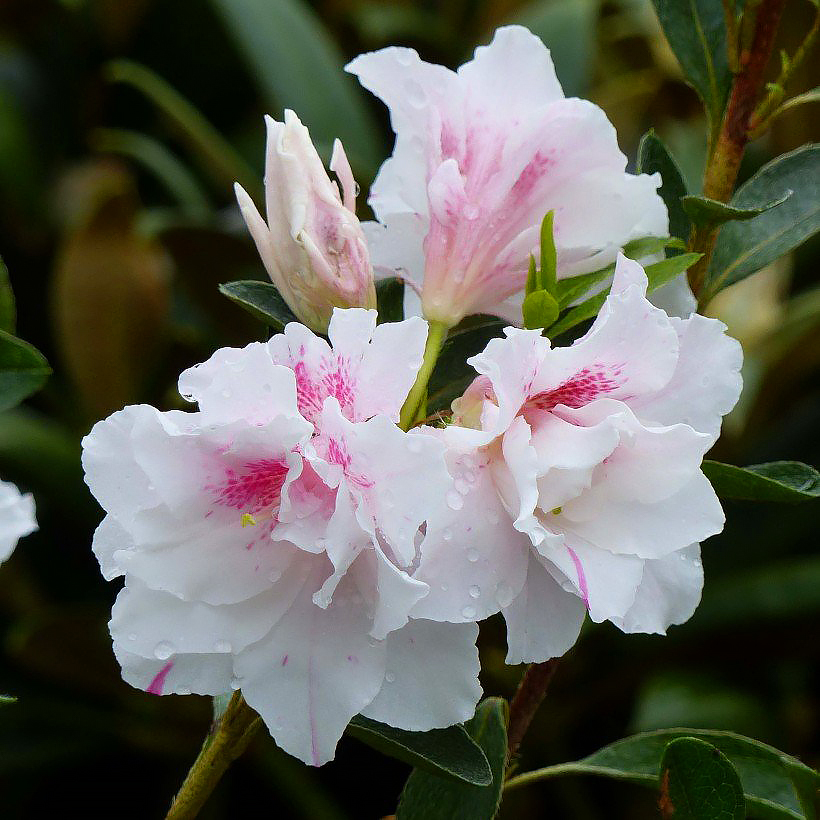 Rhododendrons et Azalées