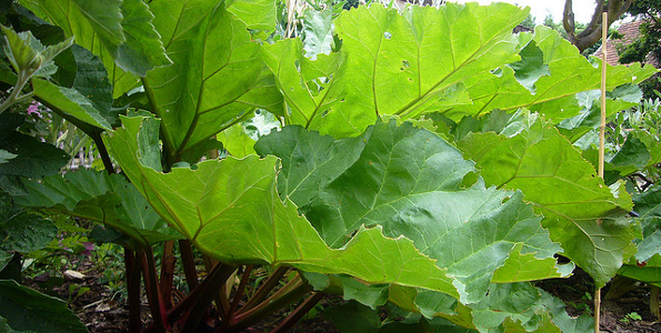 plante potagère 7 lettres