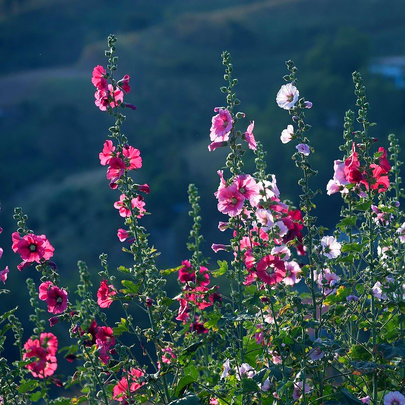 Roses Trémières