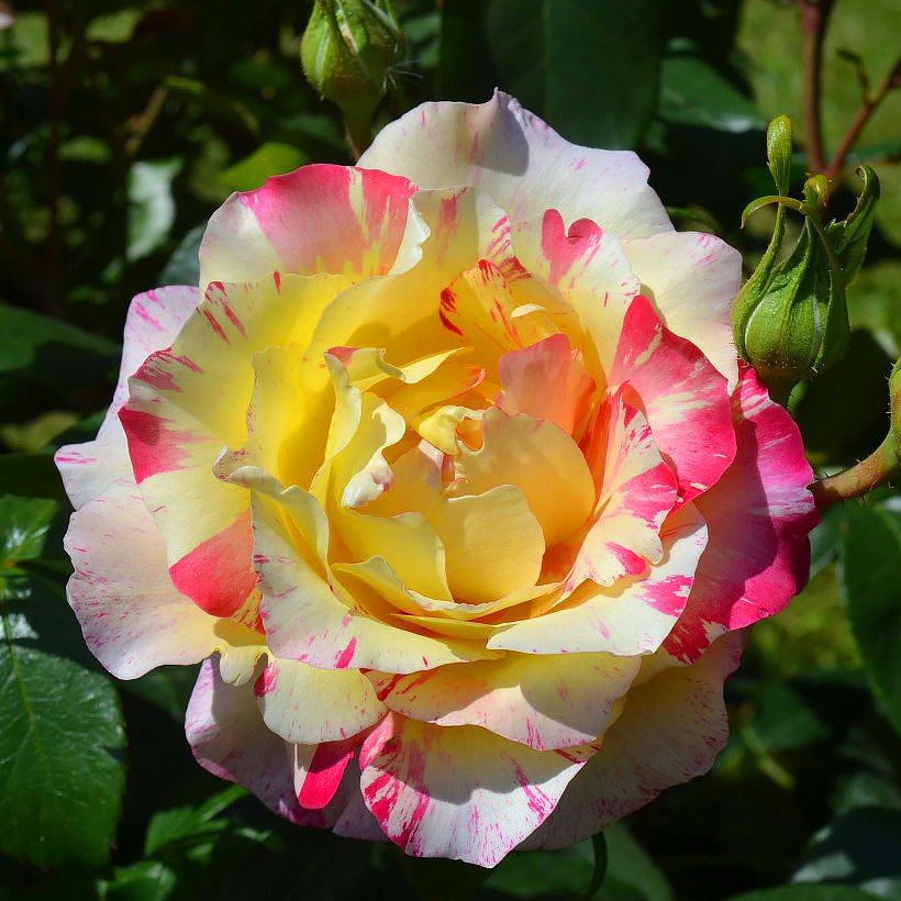 Rosiers buissons à grandes fleurs