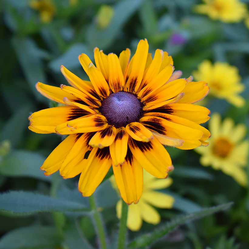 Rudbeckia