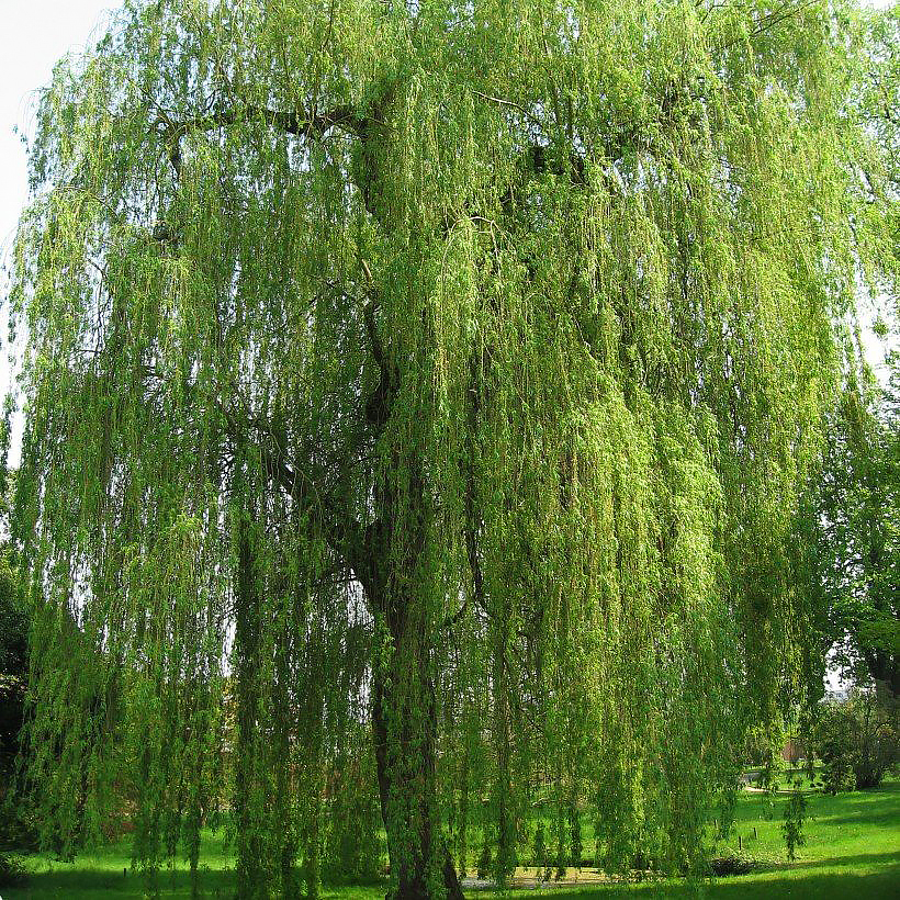 Saules - Salix