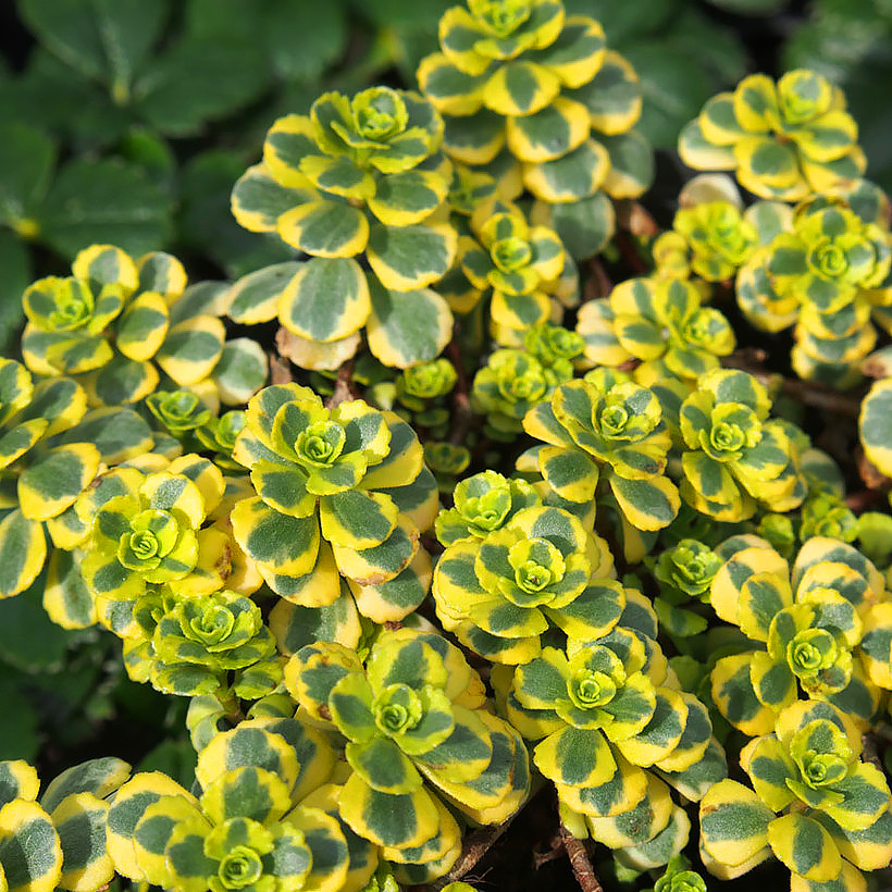 Sedum - Orpins