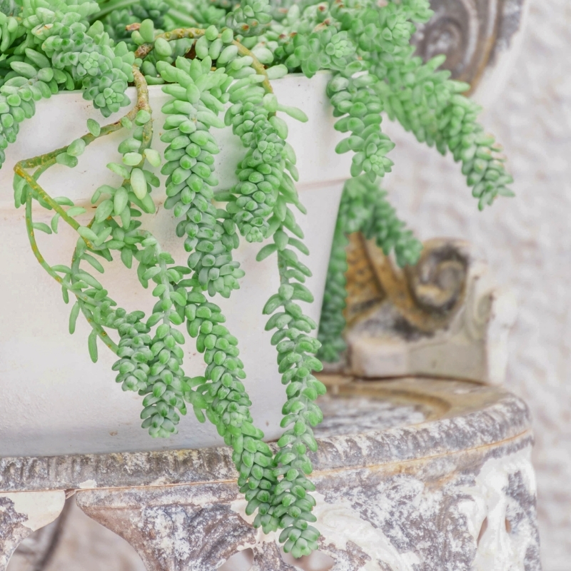 Sedum d'intérieur