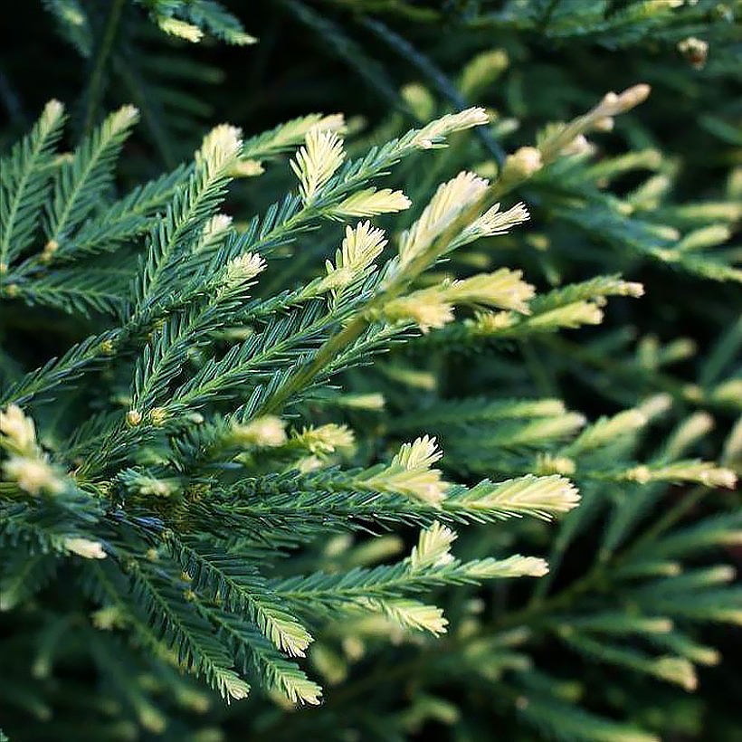 Sequoia et Sequoiadendron