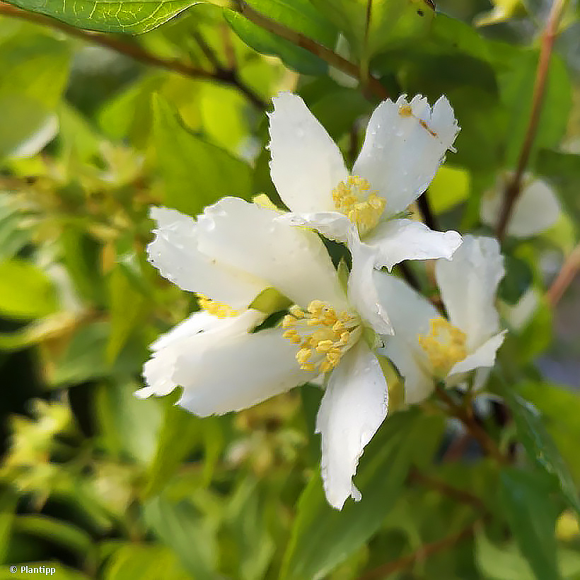 Seringat (Philadelphus)