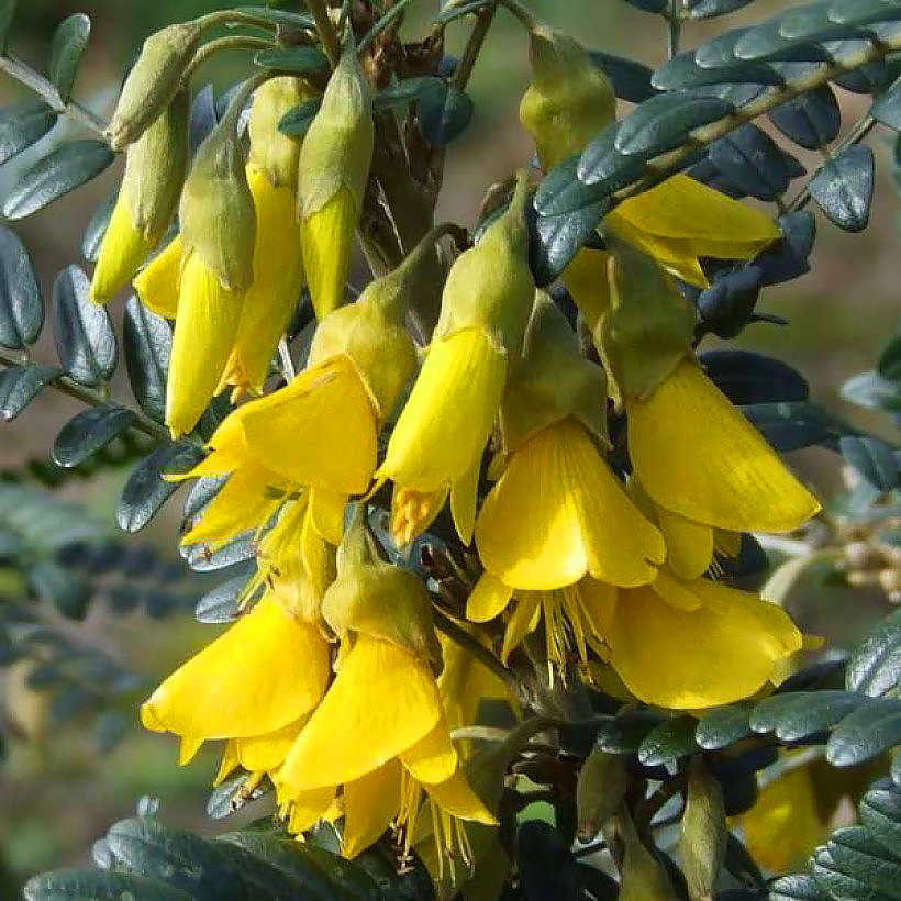 Sophora