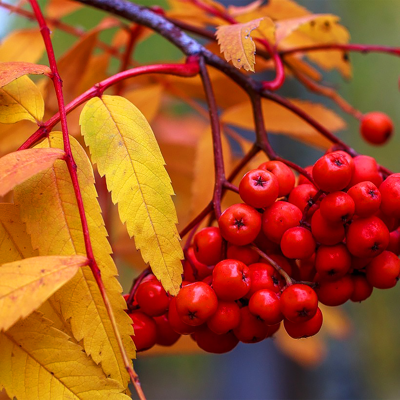 Sorbiers - Sorbus