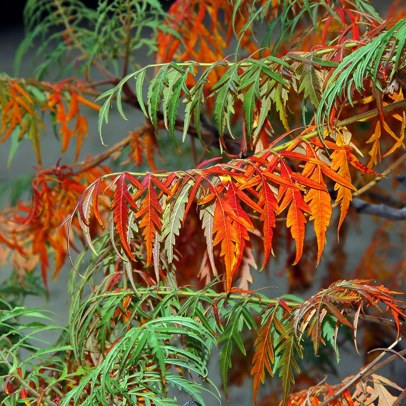 Sumac - Rhus