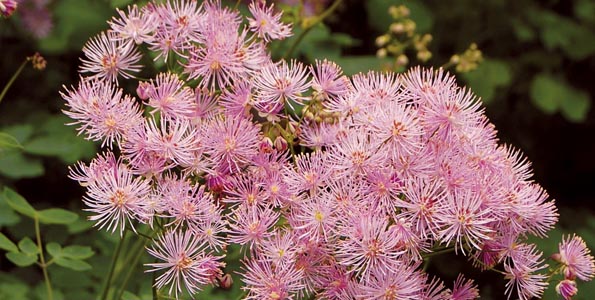 plante vivace 8 lettres