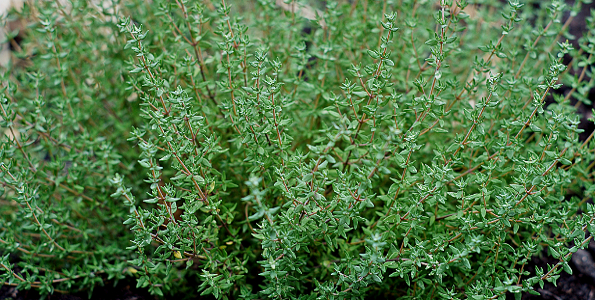 plante aromatique 8 lettres