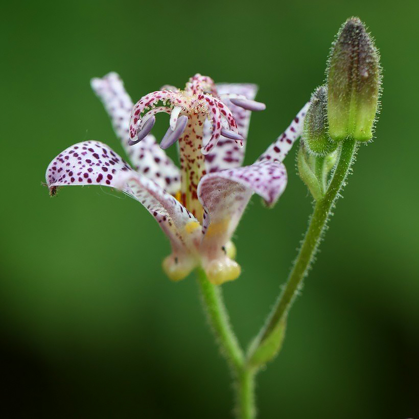 Tricyrtis-Lis Orchidee