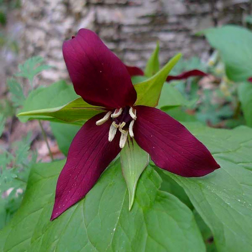 Trilliums