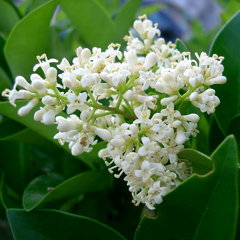 Troènes - Ligustrum