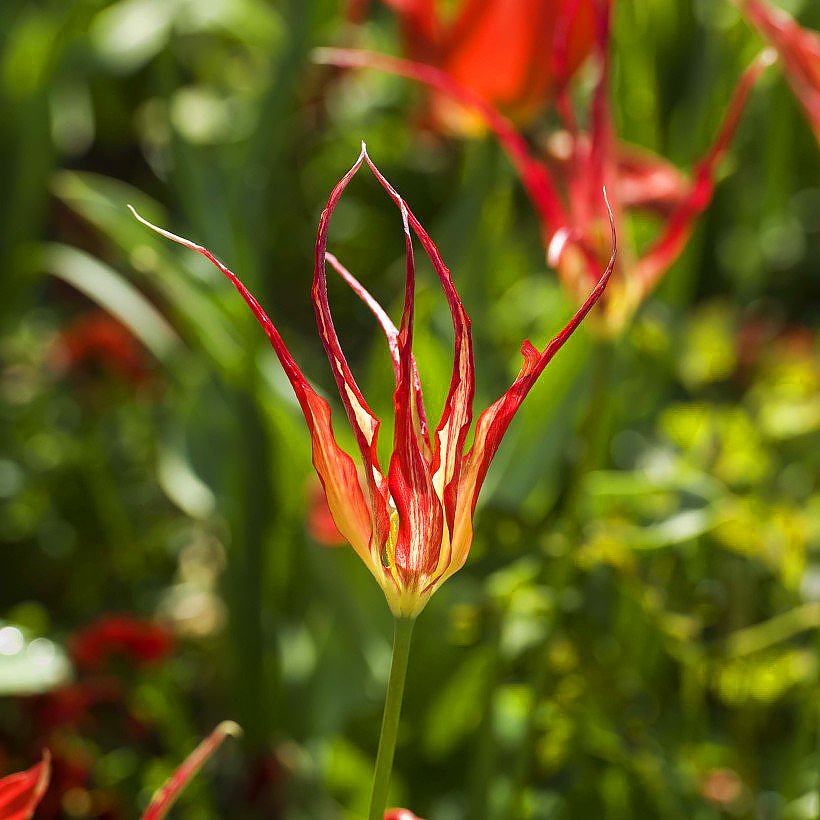 Tulipe Botanique