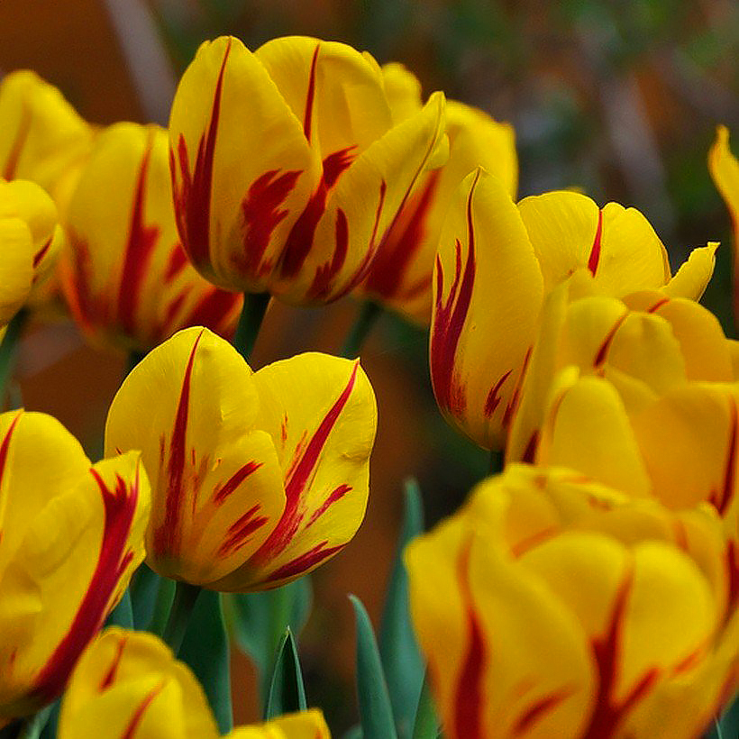 Tulipe Darwin hybride