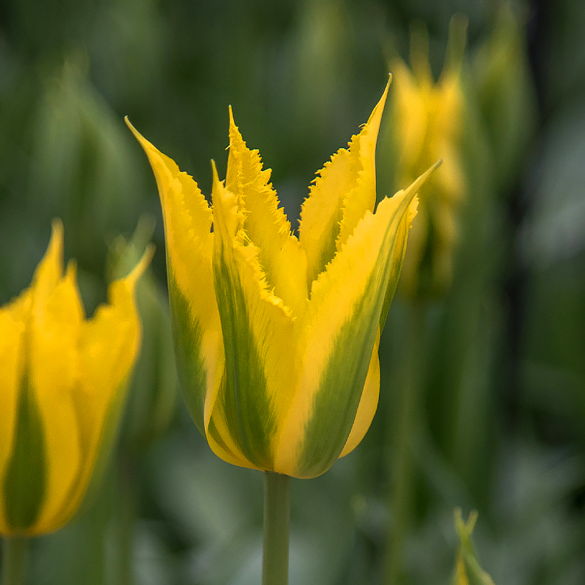 Tulipe Viridiflora