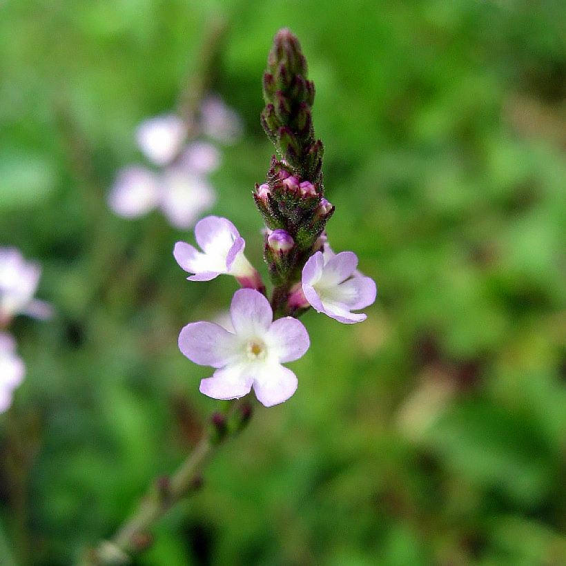 Verveine