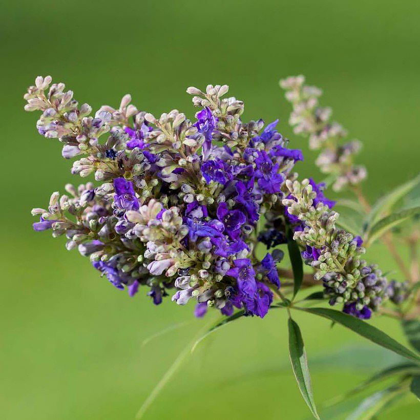 Vitex - Gattilier