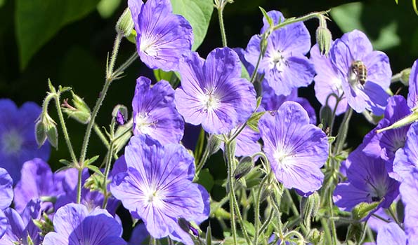 Les plantes vivaces à fleurs bleues, du bleu ciel au bleu intense évoquent apaisement et fraîcheur