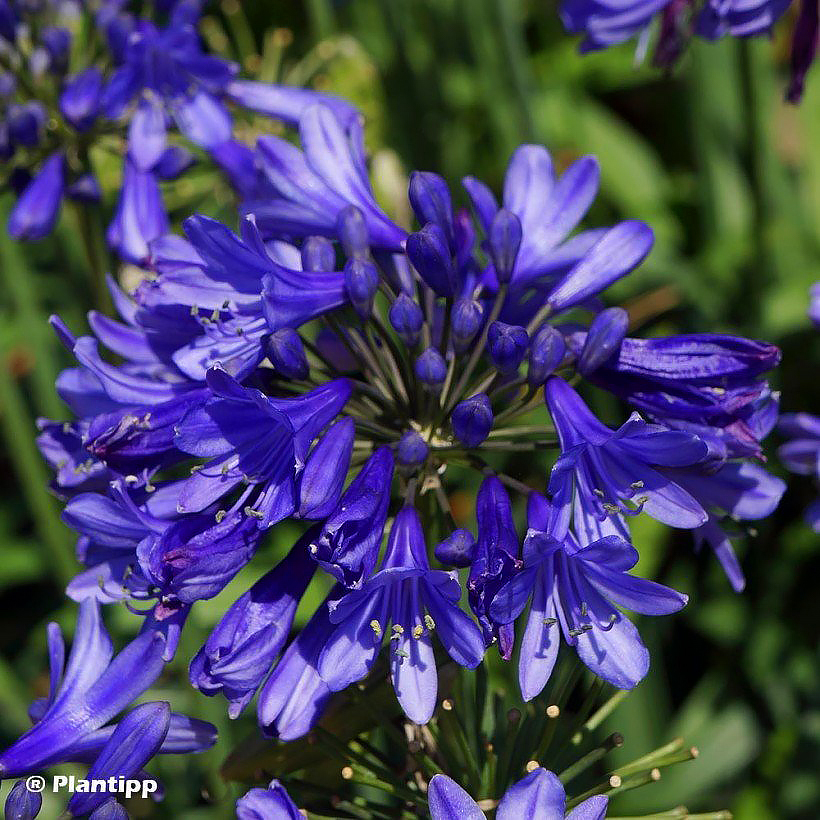 Vivaces à fleurs bleues