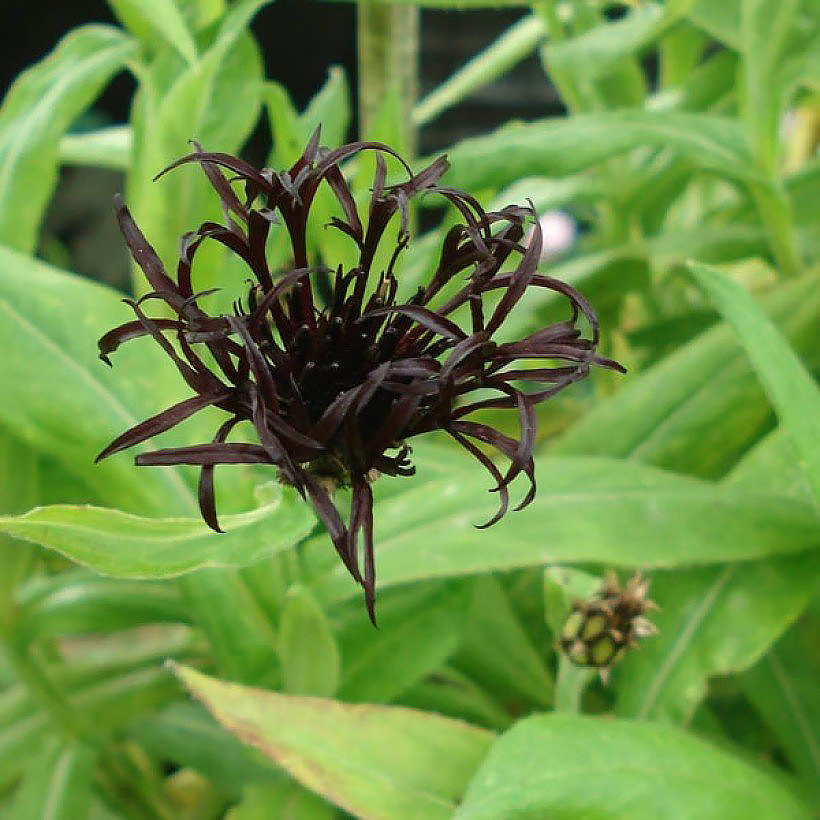 Vivaces à fleurs noires