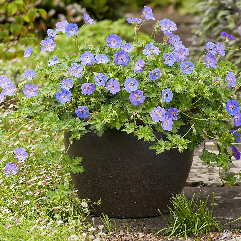Plantes vivaces pour pots pour fleurir balcon et terrasse,  commander en  ligne