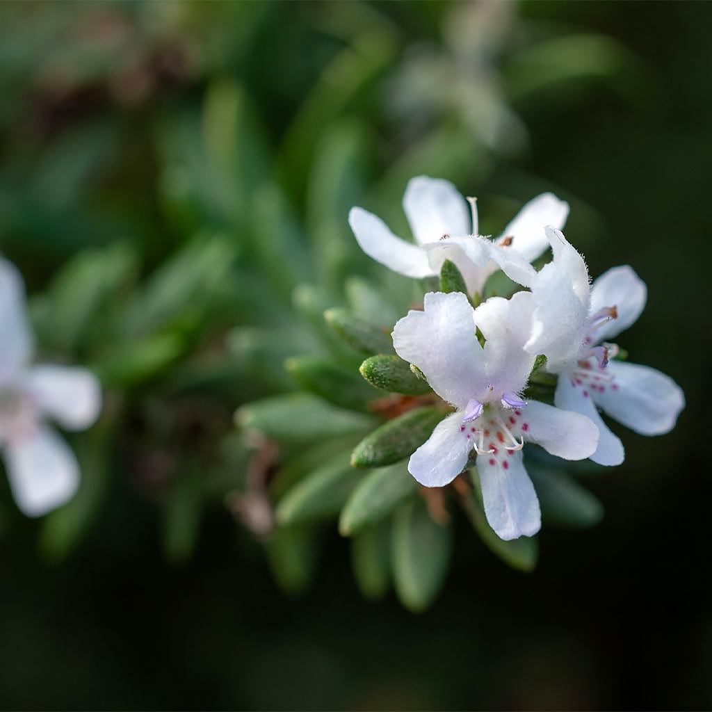 Westringia - Romarin d'Australie